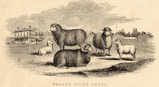 Merino sheep