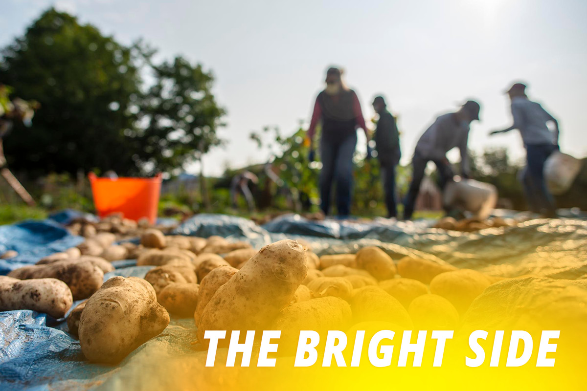 Volunteers harvesting potatoes