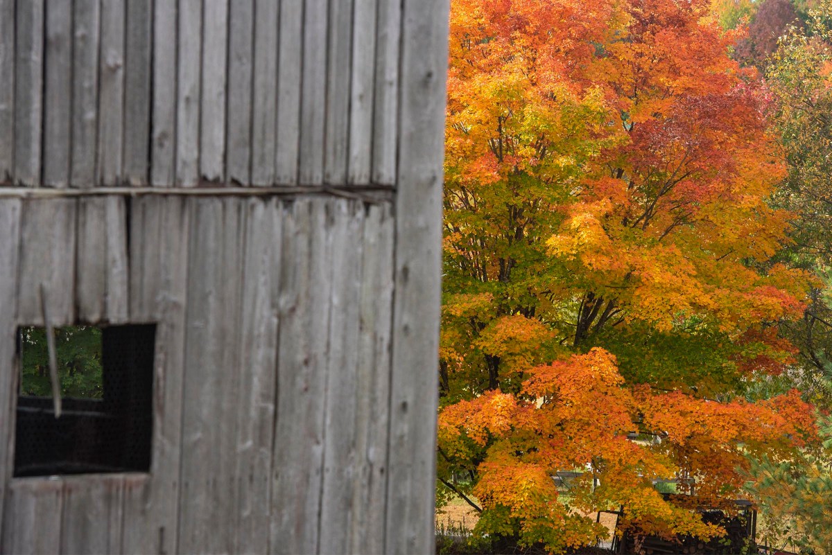 Fall foliage varies from year to year, for leaf-peepers and trees