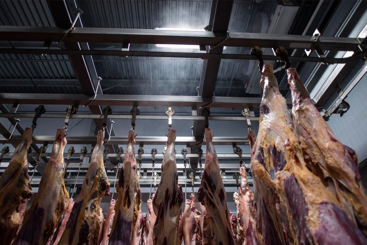 Investigation probes truck driver’s alleged inhumane treatment of pigs at North Springfield slaughterhouse