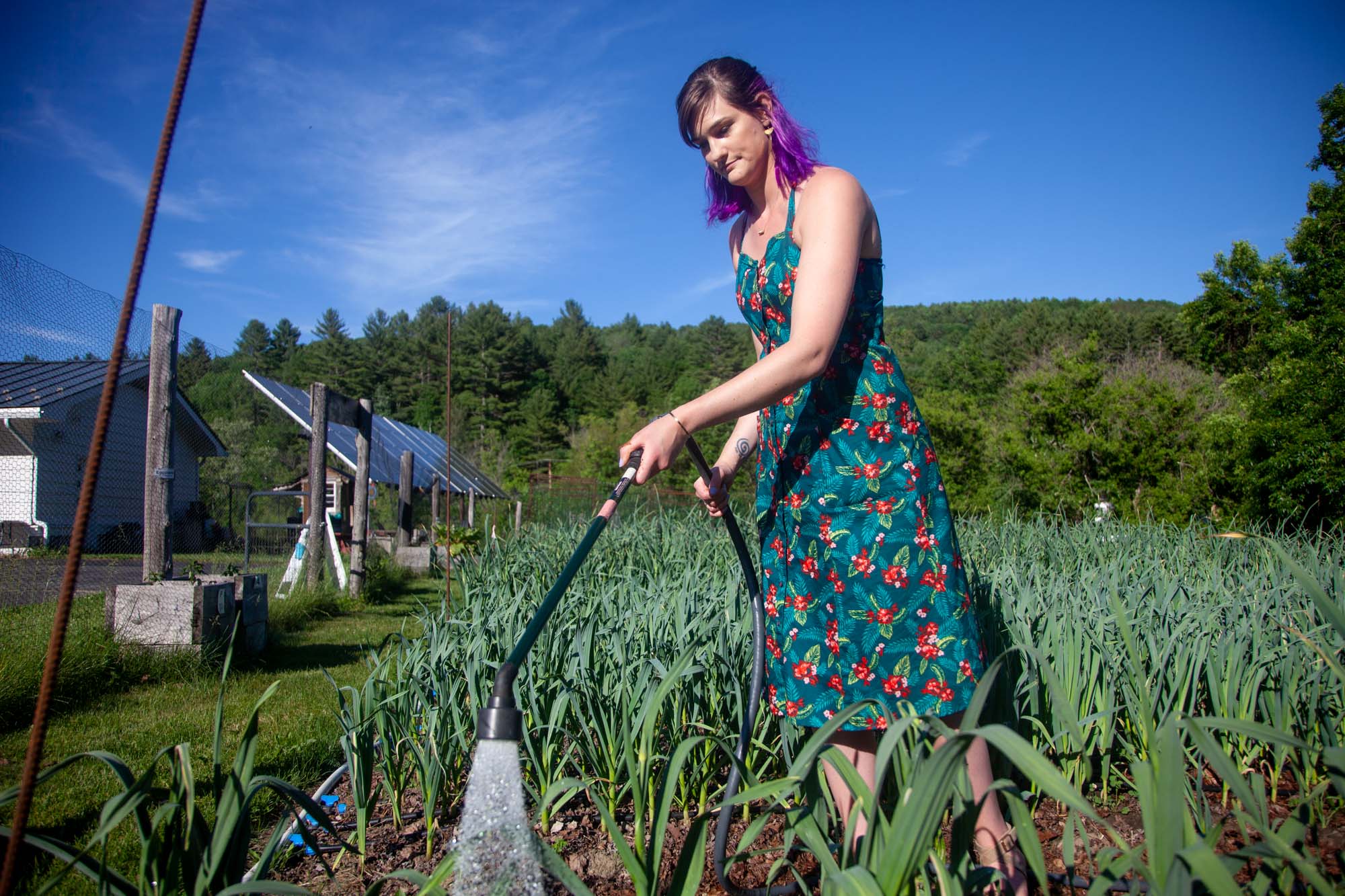 Woman standing in patch of garlic holding hose