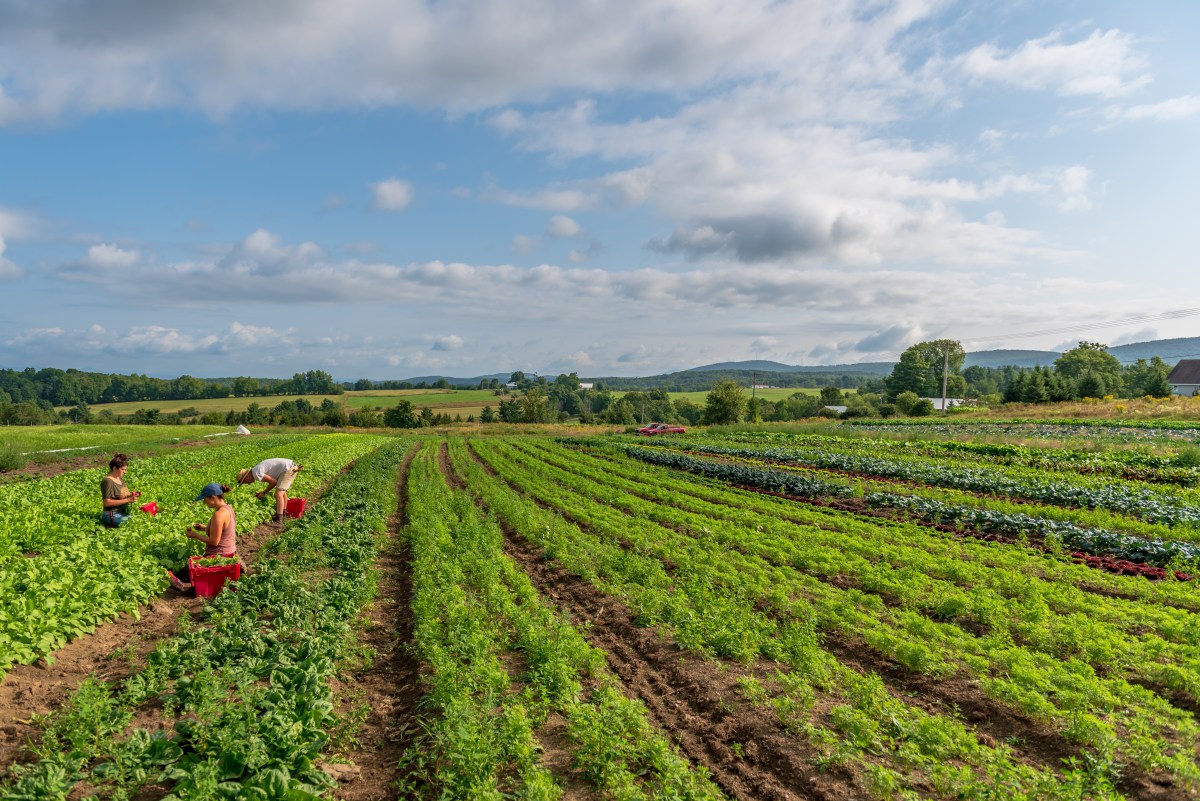 Vermont agriculture community reels from federal funding changes 