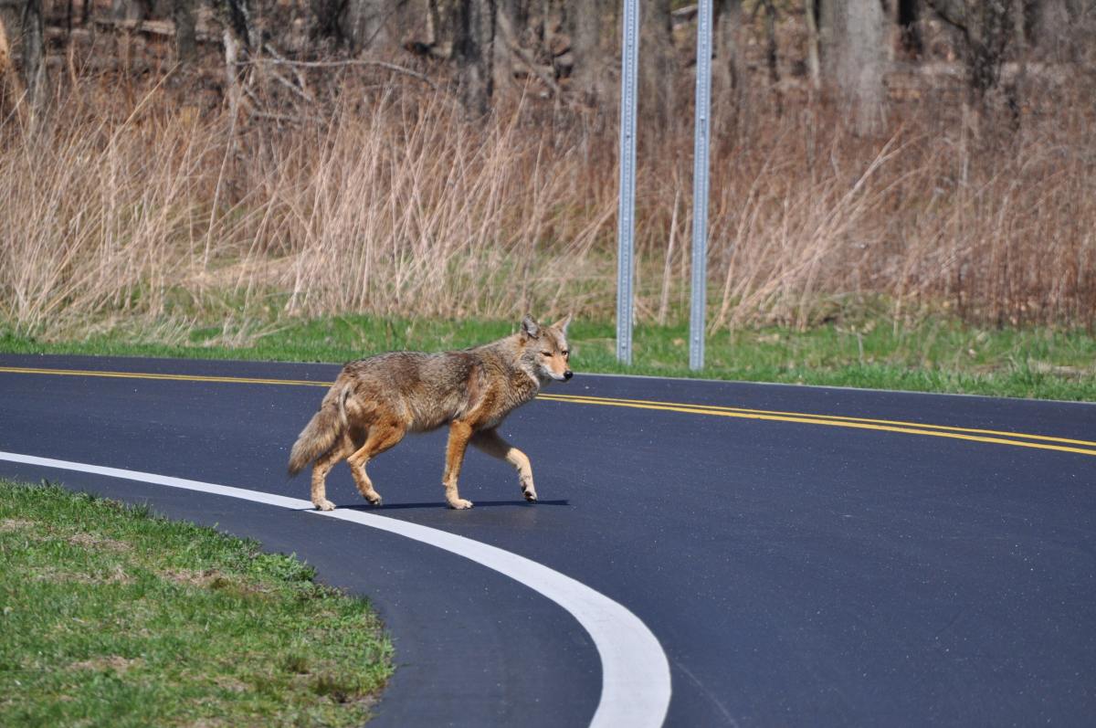 A coyote crosses a road surrounded by brush.