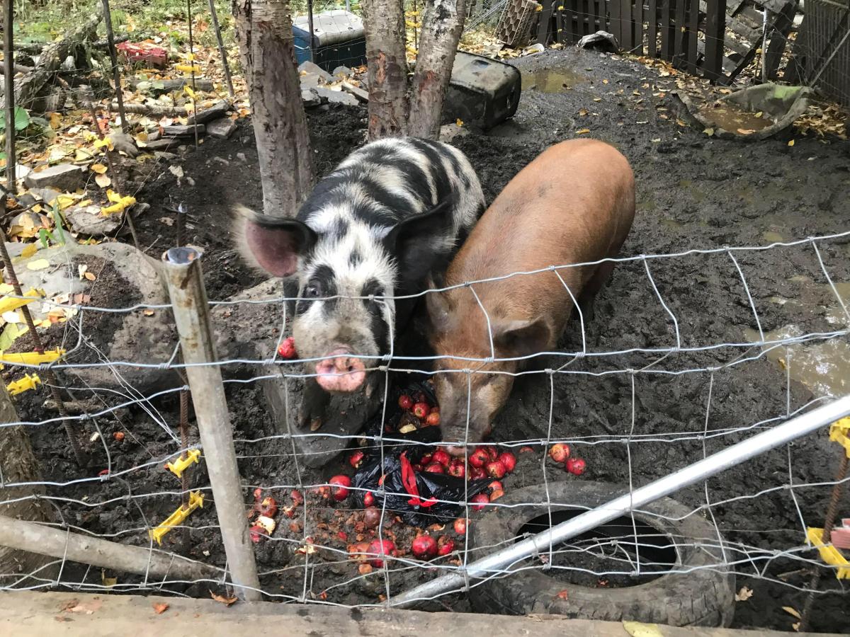 Two pigs behind a wire fence rooting around in mud and fallen apples.