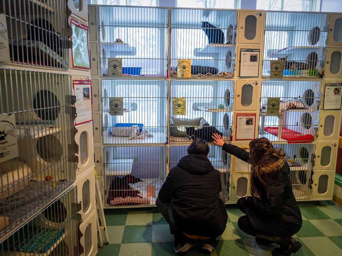 Legislators take steps aiming to bolster Vermont’s animal welfare system