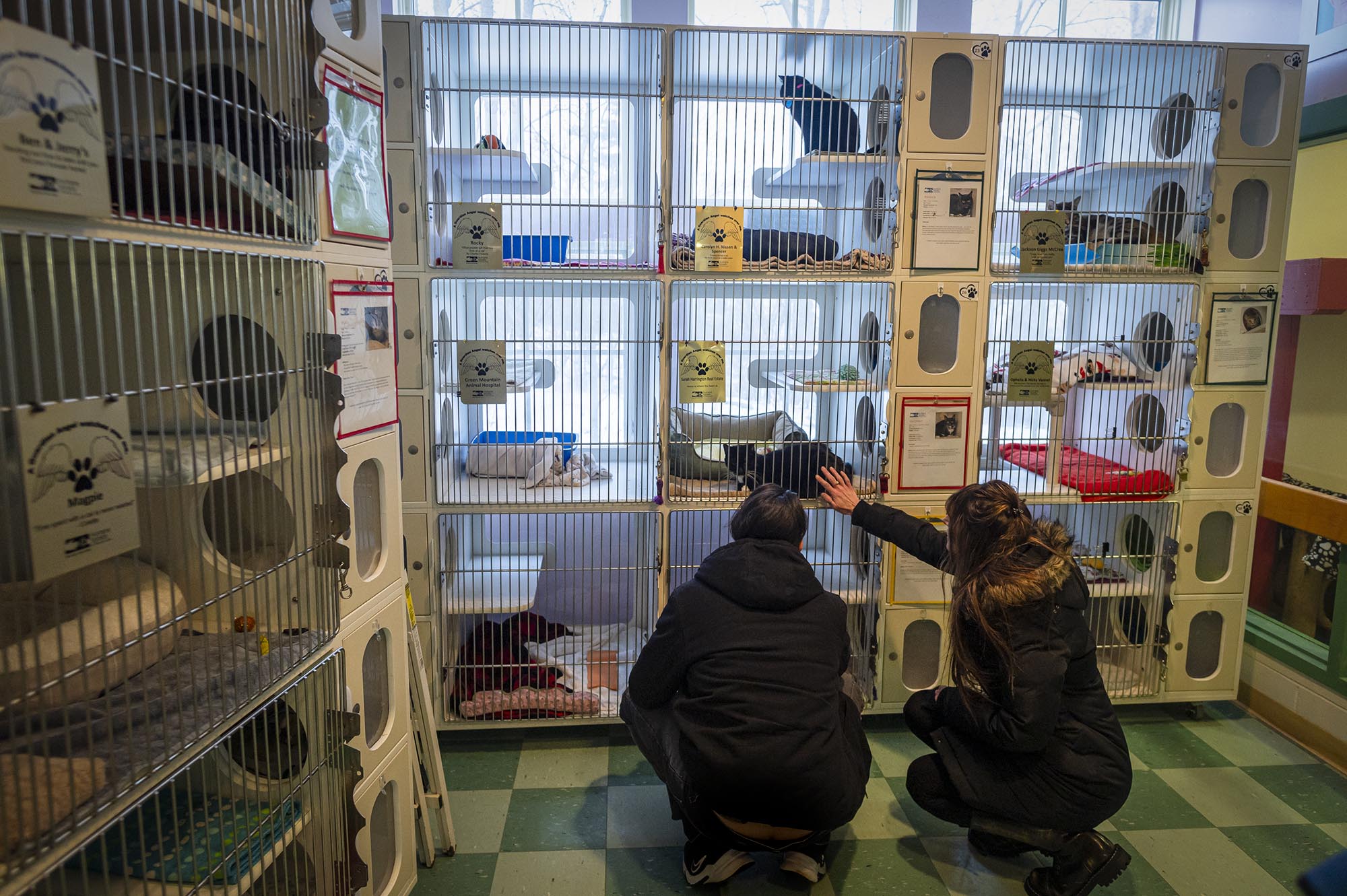 Legislators take steps aiming to bolster Vermont’s animal welfare system