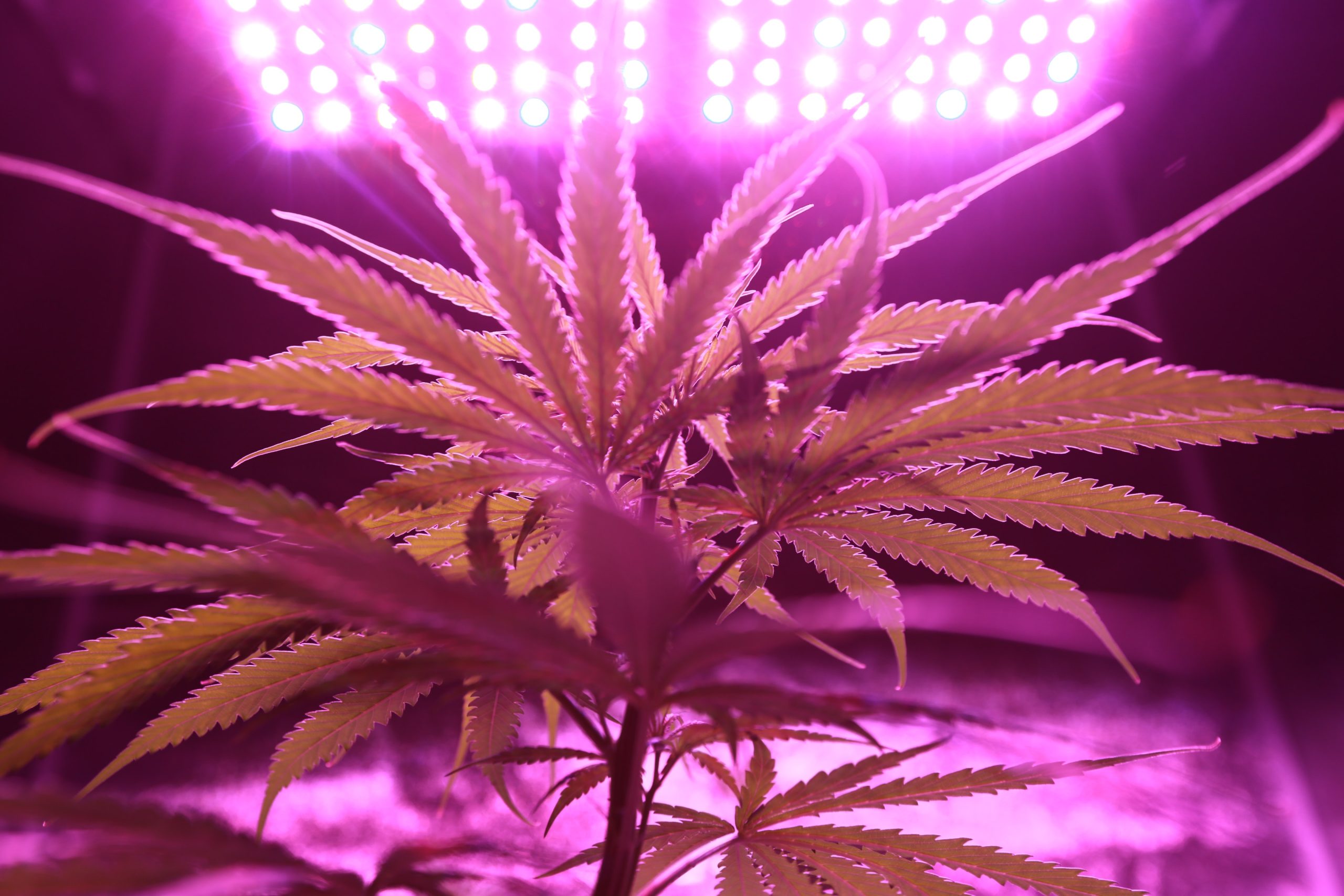 Cannabis Control Board fines Hyde Park grower for multiple violations - Vimarsana News