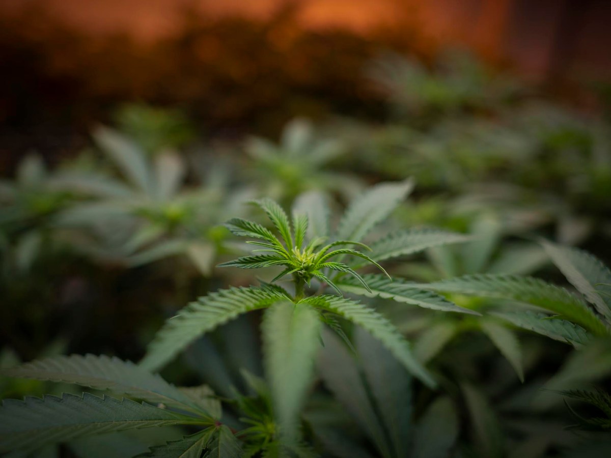 Want to buy more cannabis? This Vermont bill could allow it. 