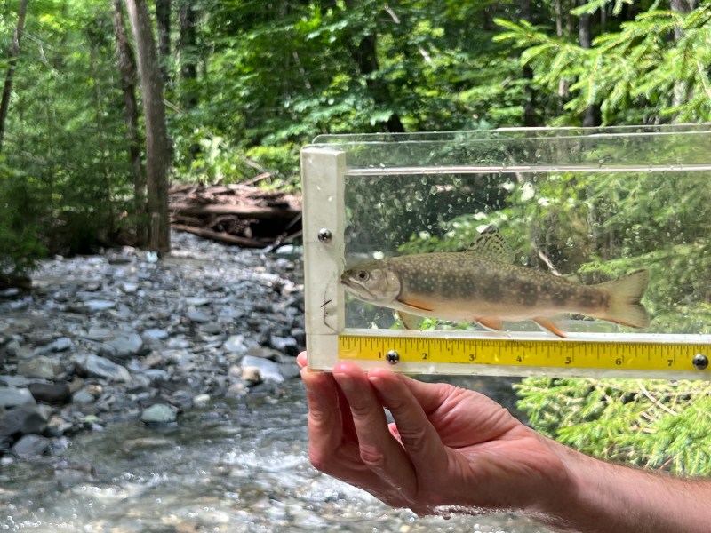 a person holding up a small fish in a box.