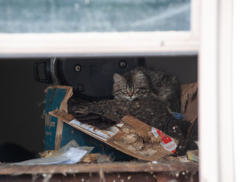 A kitten on top of a cardboard box and other debris inside a home.