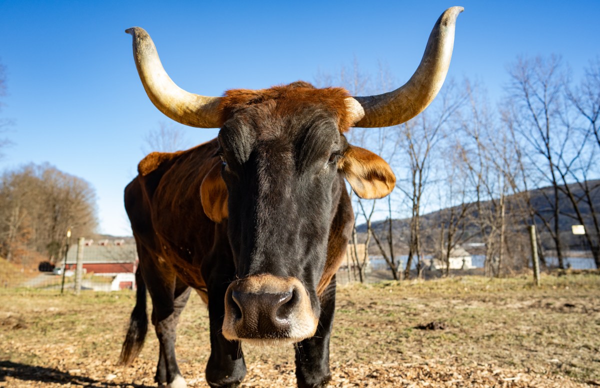 A cow with horns standing in a field.