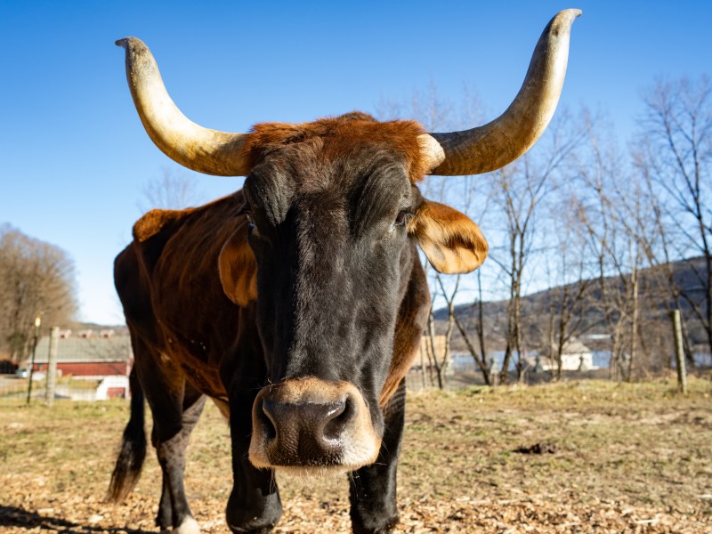 A cow with horns standing in a field.
