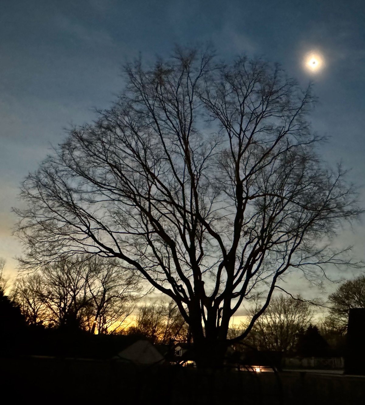 A large tree with a dark sky and a total eclipse in the top right corner.