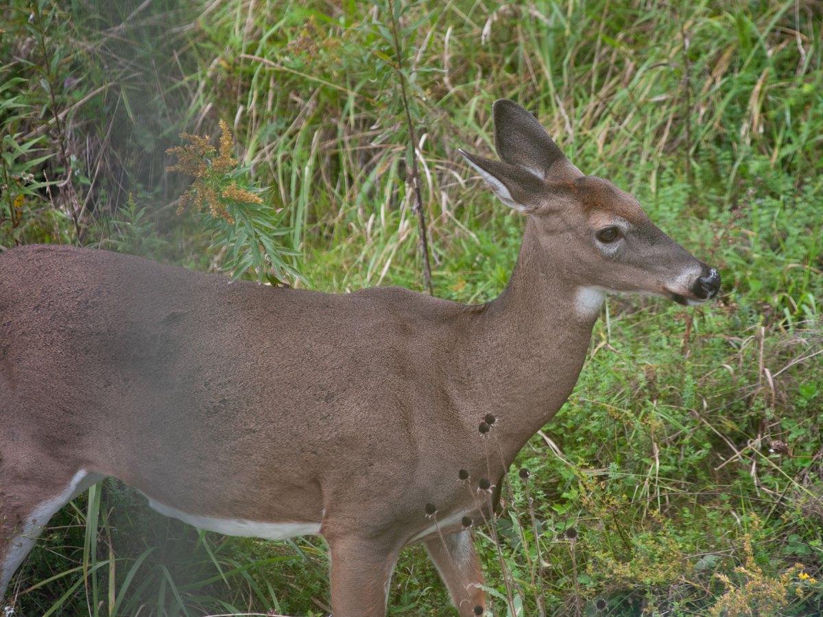 Vermont Fish & Wildlife Board considers adding does to the regular deer hunting season