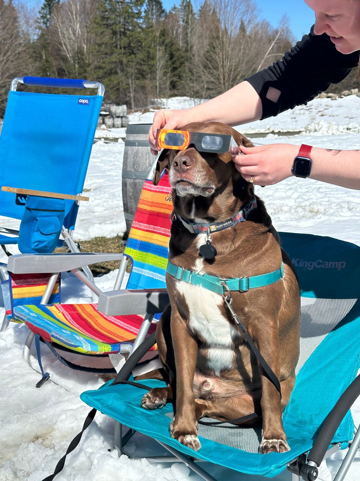 A person holds eclipse glasses up to the face of a brown and white dog.