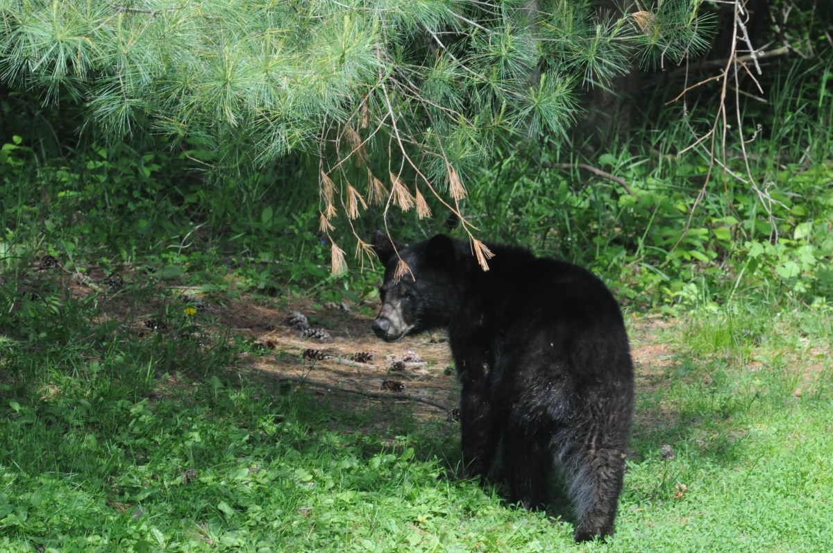 A black bear standing in the grass.