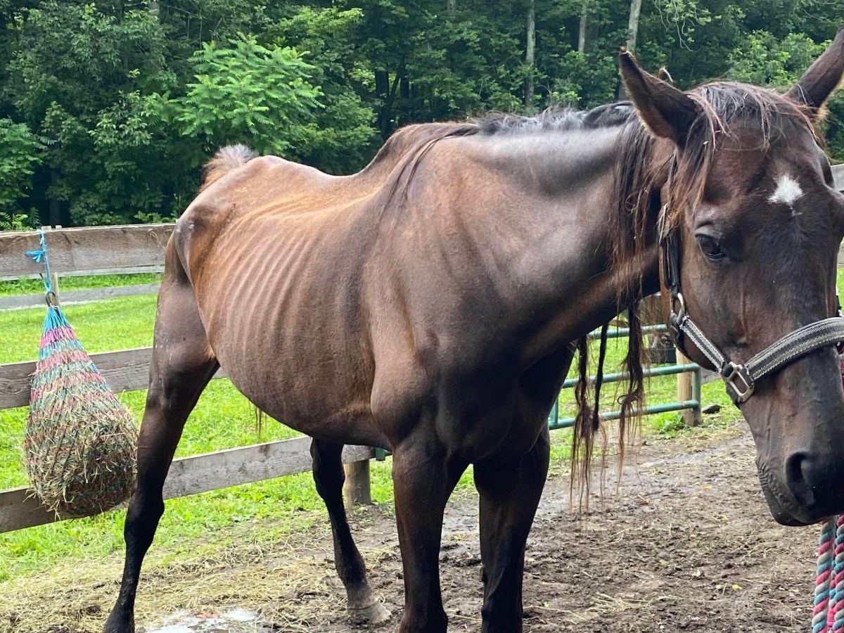 Horses seized from Townshend breeding facility; court considers next steps