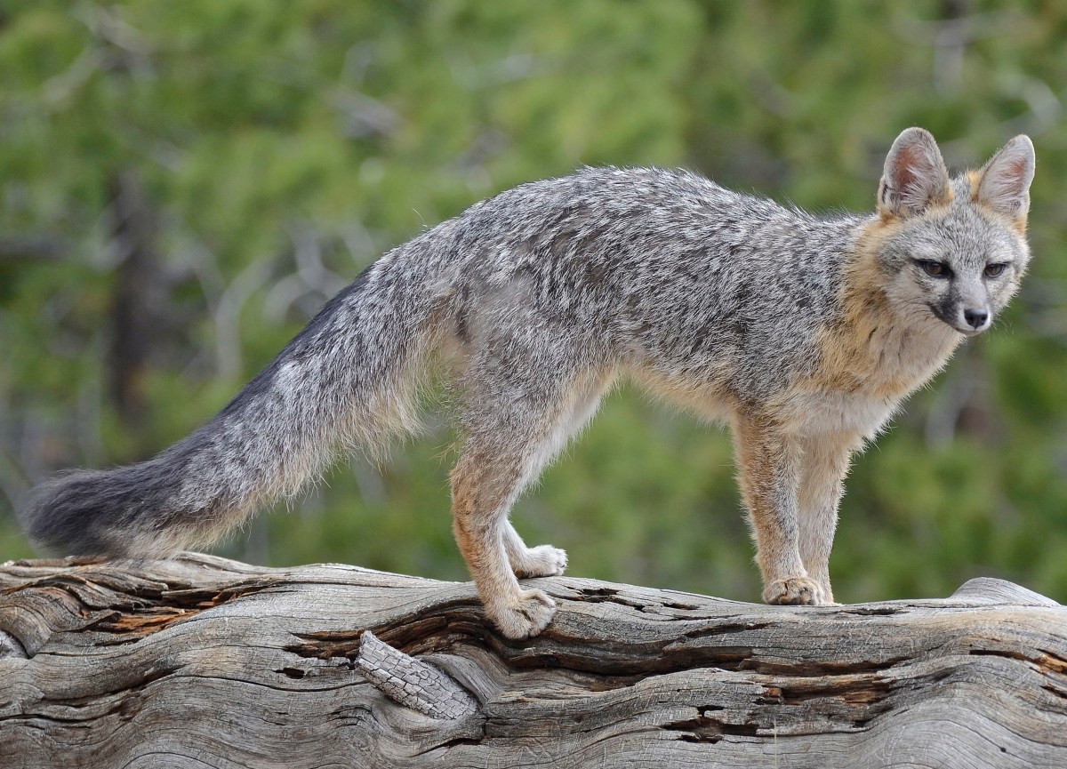 A gray fox on a log surrounded by trees.