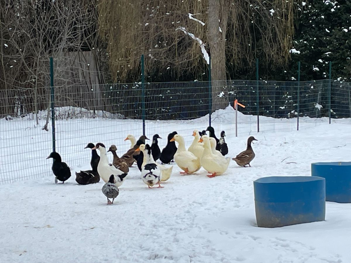 A group of ducks standing in the snow.