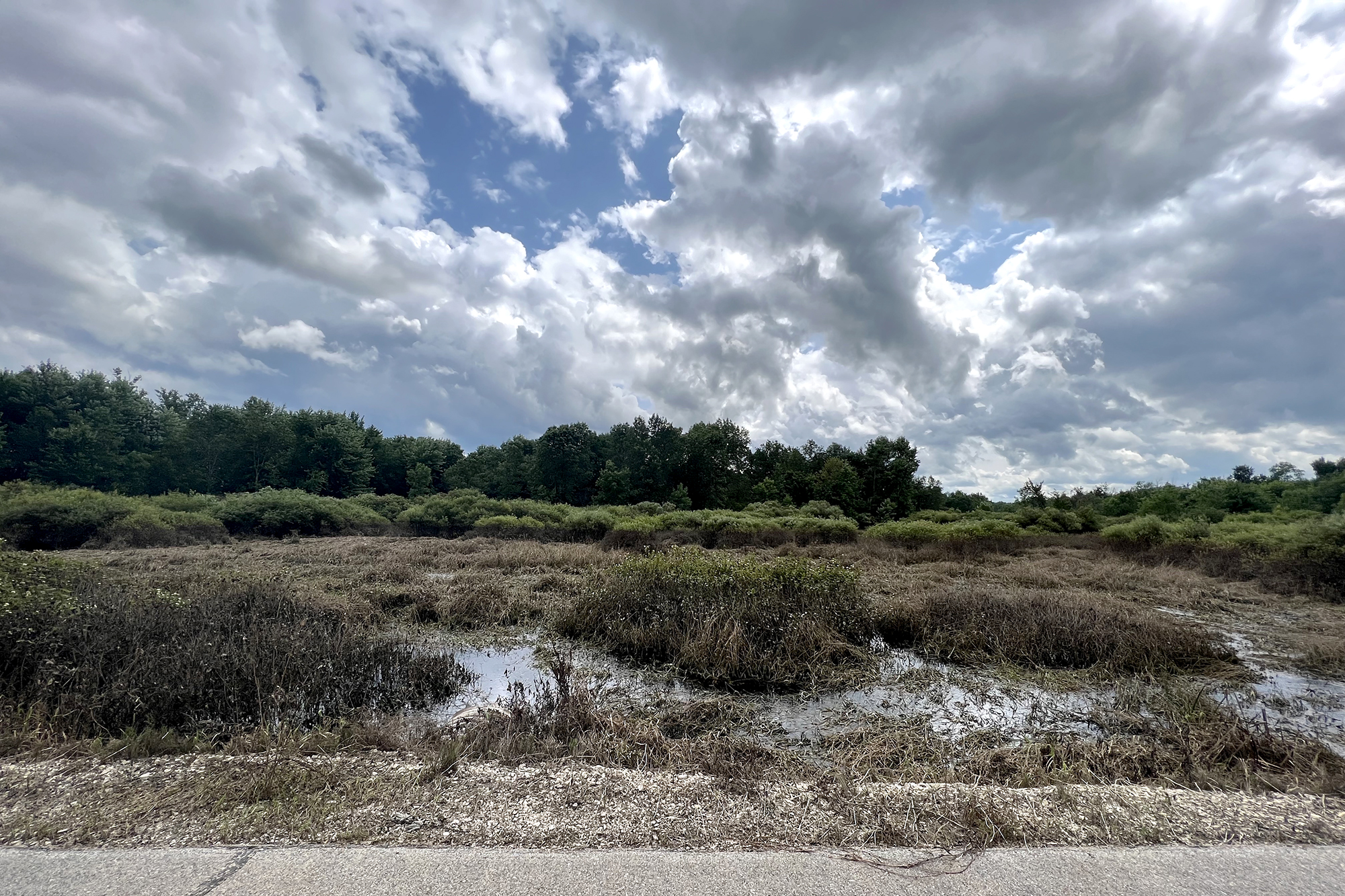 A swampy area with trees and clouds in the sky.