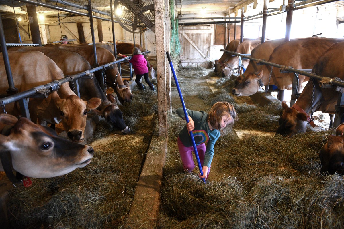 Farm workers feeding hay to brown cows in a well-lit barn.