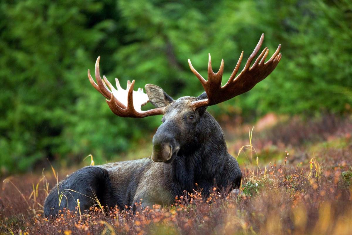 A moose lying in the grass.