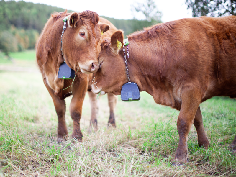 Two brown cattle stand on a grassy field, touching heads. Both animals have chains with black pendants around their necks. A third partially visible cow stands in the background.