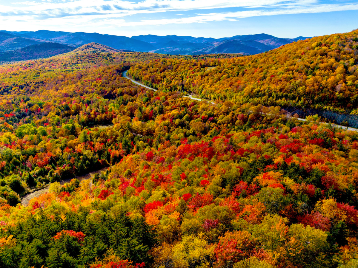 An aerial view of a forest in the fall.
