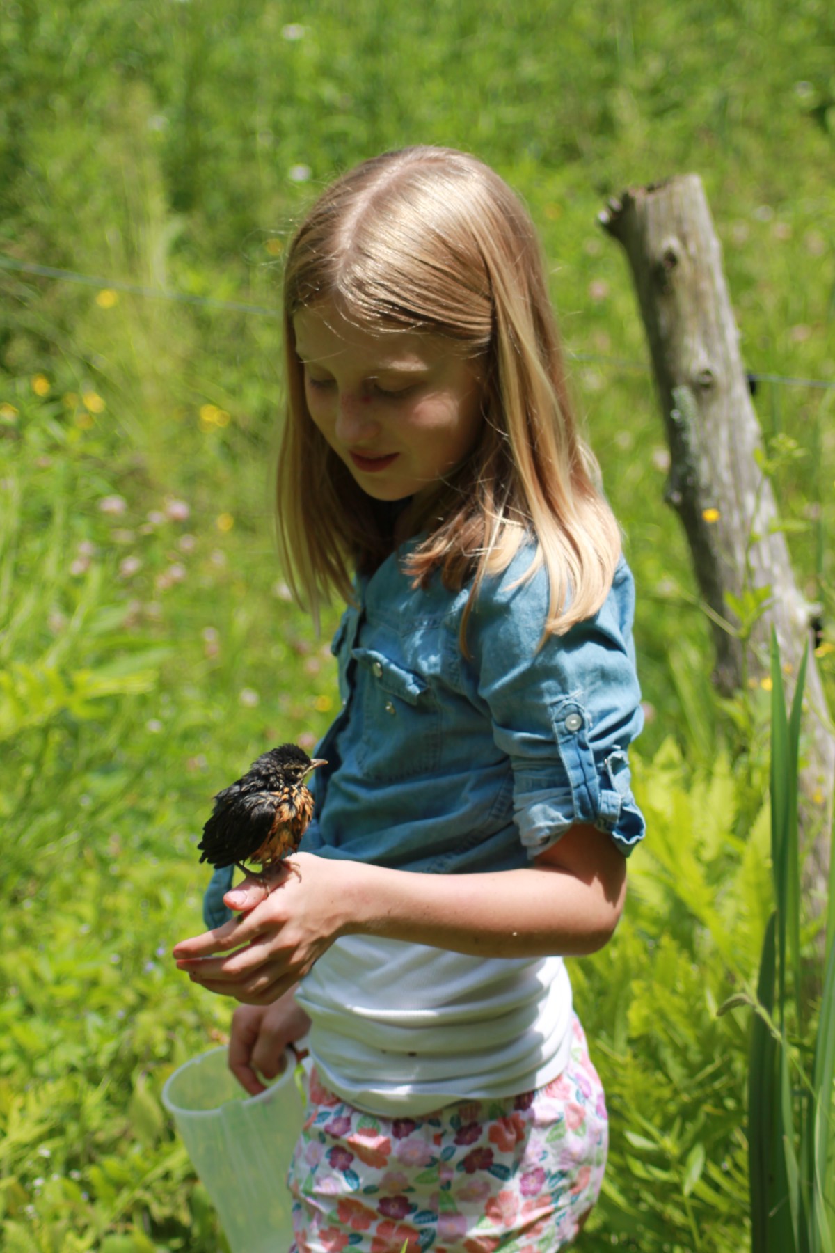 Girl holding a small bird on her hand in a grassy field with a wooden fence post in the background. She’s holding a clear plastic container in her other hand.