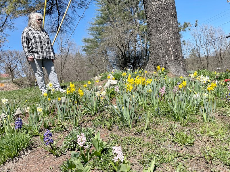 A person standing in a garden with blooming daffodils and hyacinths on a sunny day.