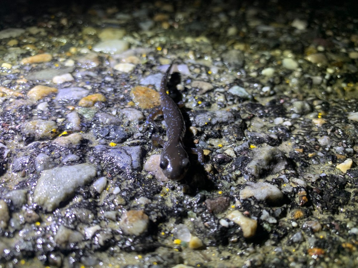 A close-up photo of a dark salamander on a wet rocky surface at night, illuminated by a flashlight.
