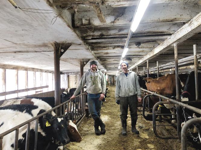 Two men stand in a barn with a cow.