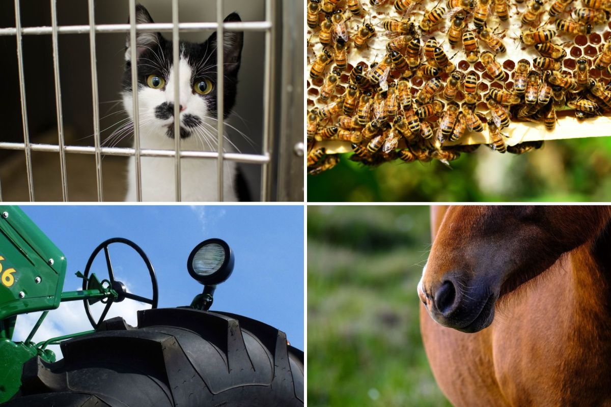 Four photos of a cat, a beehive, a horse's face and a tractor.