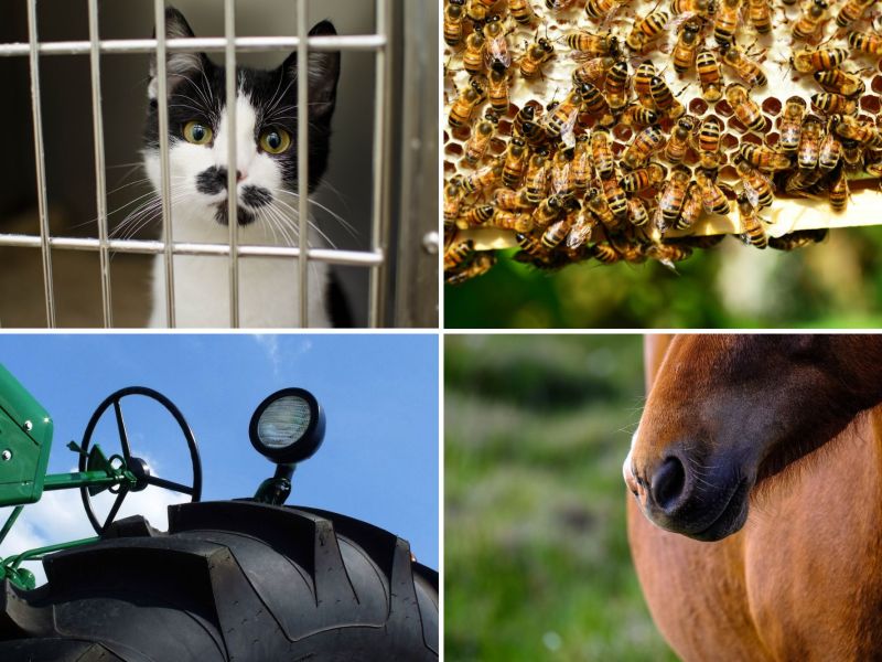 Four photos of a cat, a beehive, a horse's face and a tractor.