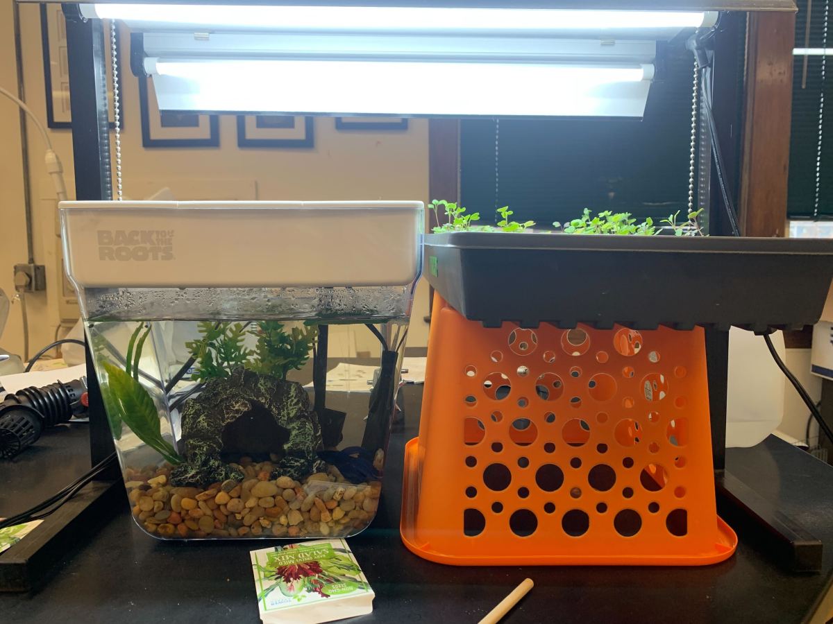 An aquatic tank under a light.