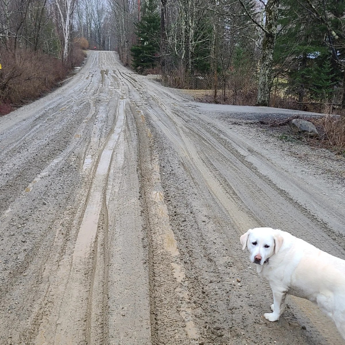 A dog on a muddy road