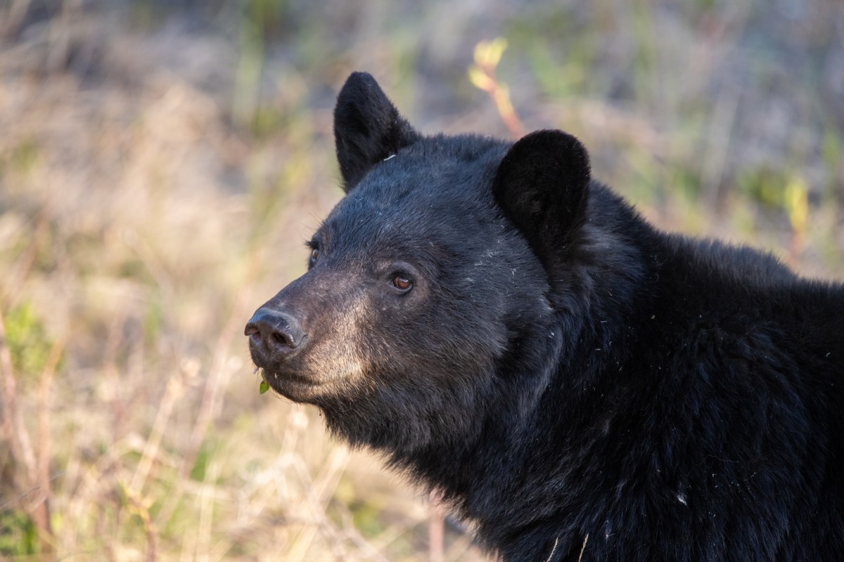A close up of a black bear's face.