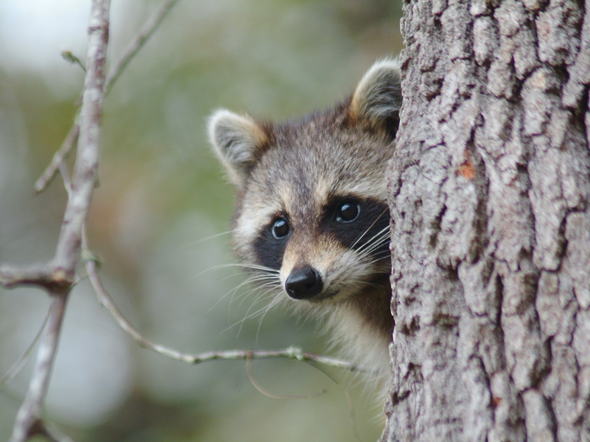 Vermont and Quebec ramp up rabies vaccination efforts with cases rising among wildlife