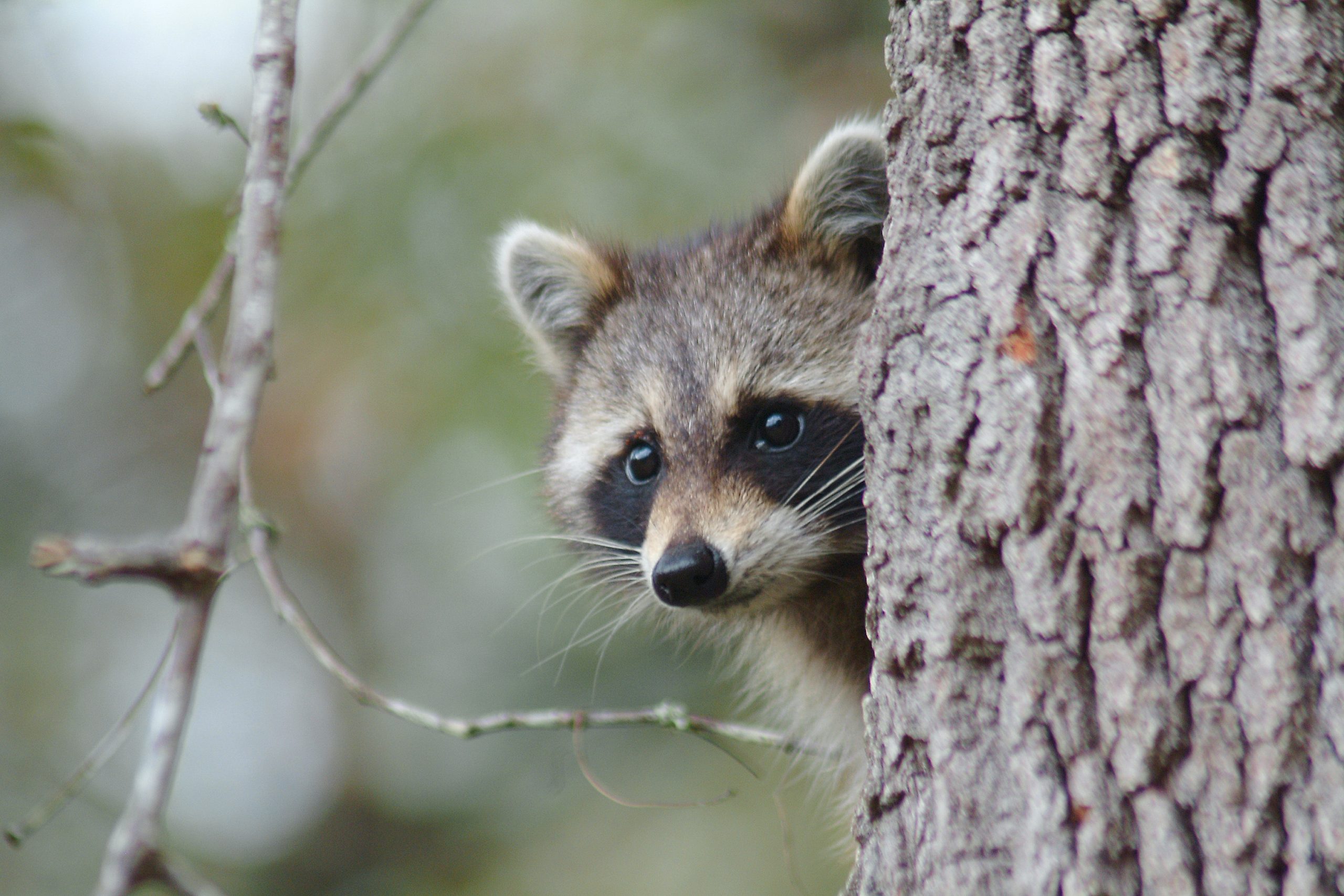 Vermont and Quebec ramp up rabies vaccination efforts with cases rising among wildlife
