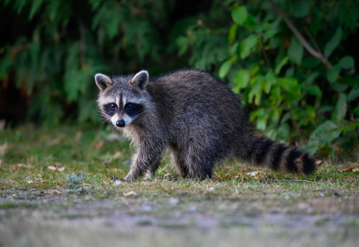 A raccoon stands on grass with bushes in the backdrop.