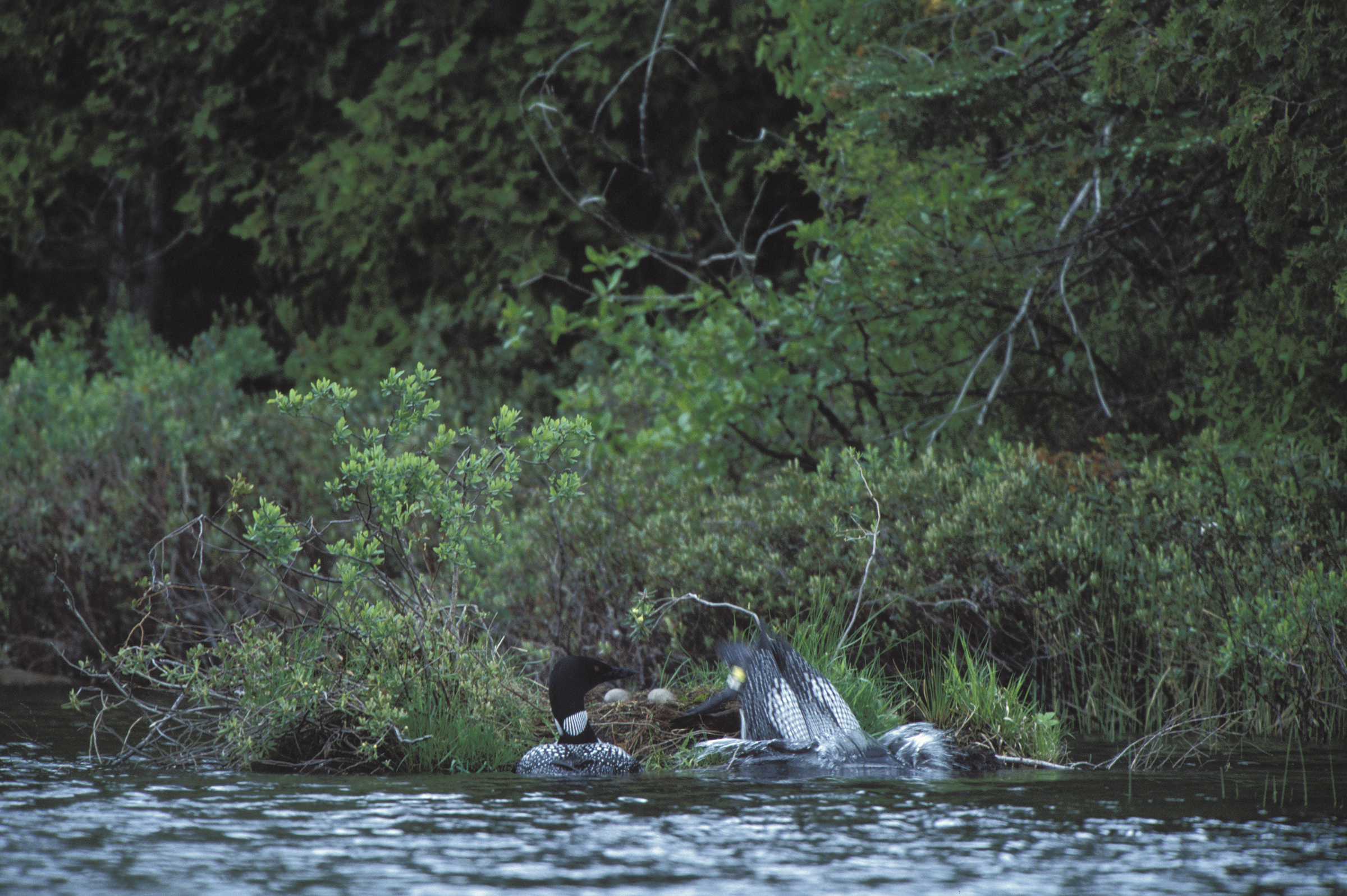a couple of birds sitting on top of a body of water.