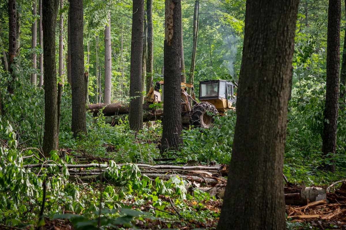 a bulldozer in the middle of a forest clearing.