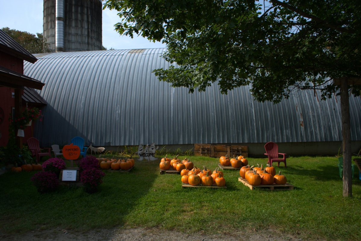 A barn with a metal roof.