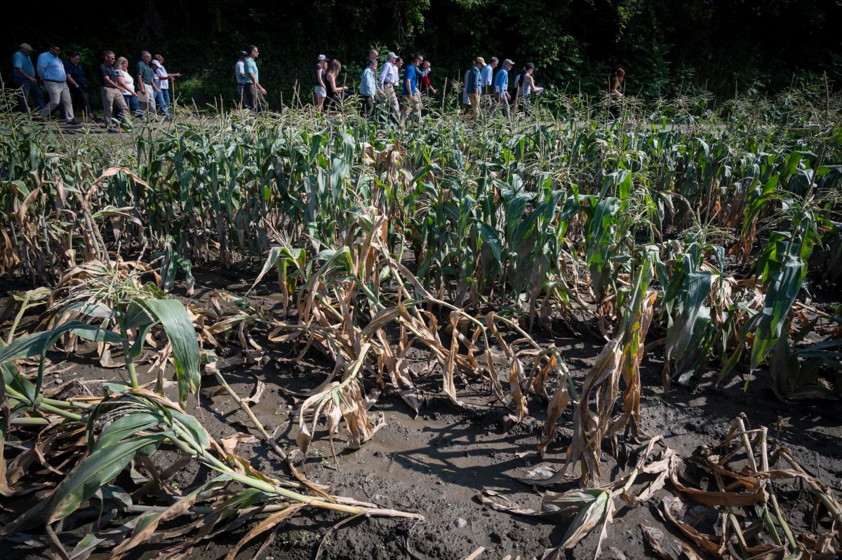 a group of people standing in a field of corn.