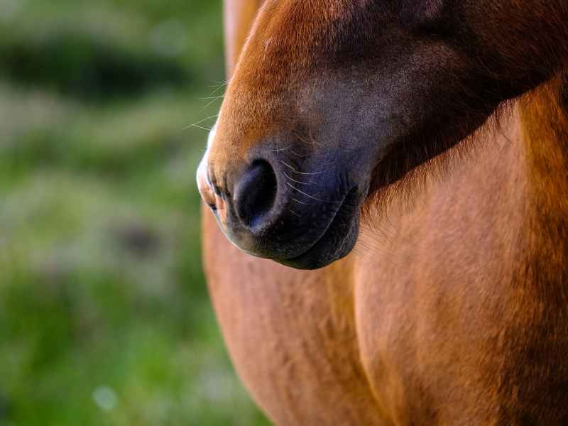 A close up of a brown horse's nose.