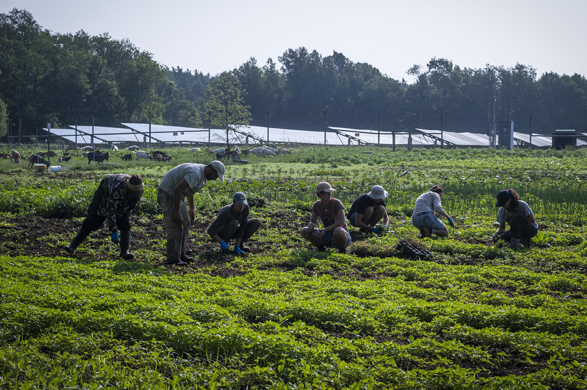 a group of people working in a field.