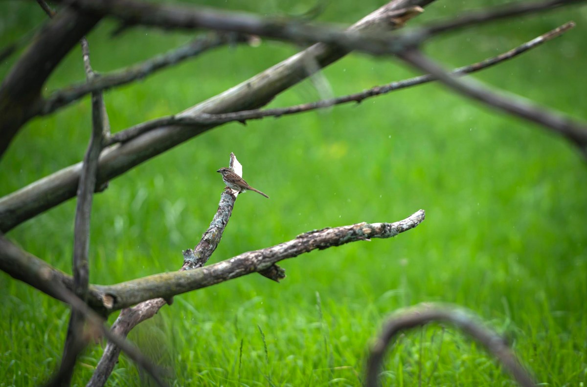 A small bird perches on a horizontal tree branch with other branches visible. The background features blurred green grass.