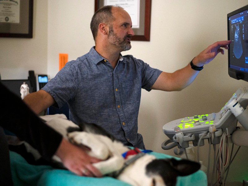 A man is examining a dog on an x-ray machine.