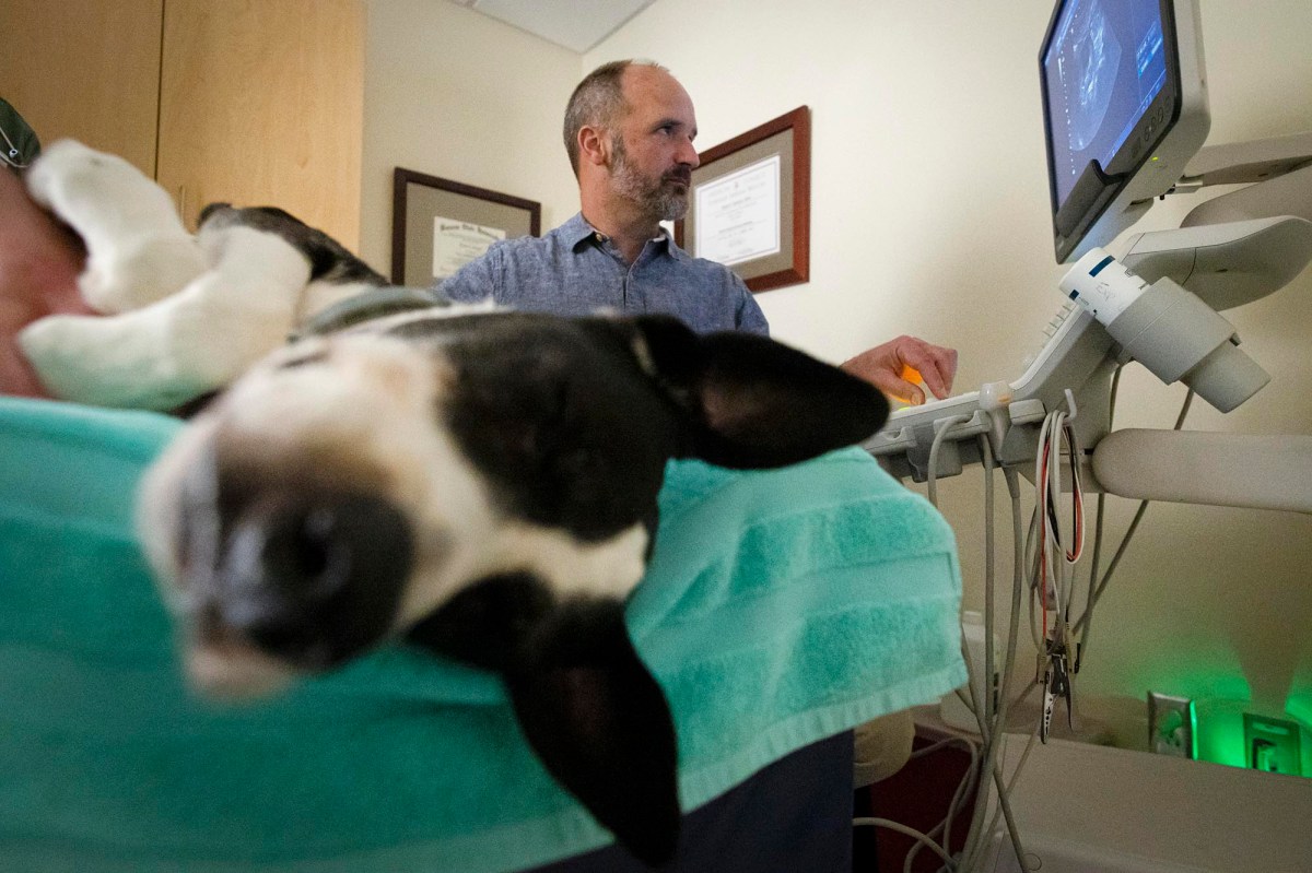 Vermont’s veterinary care system struggles to staff its hospitals and
