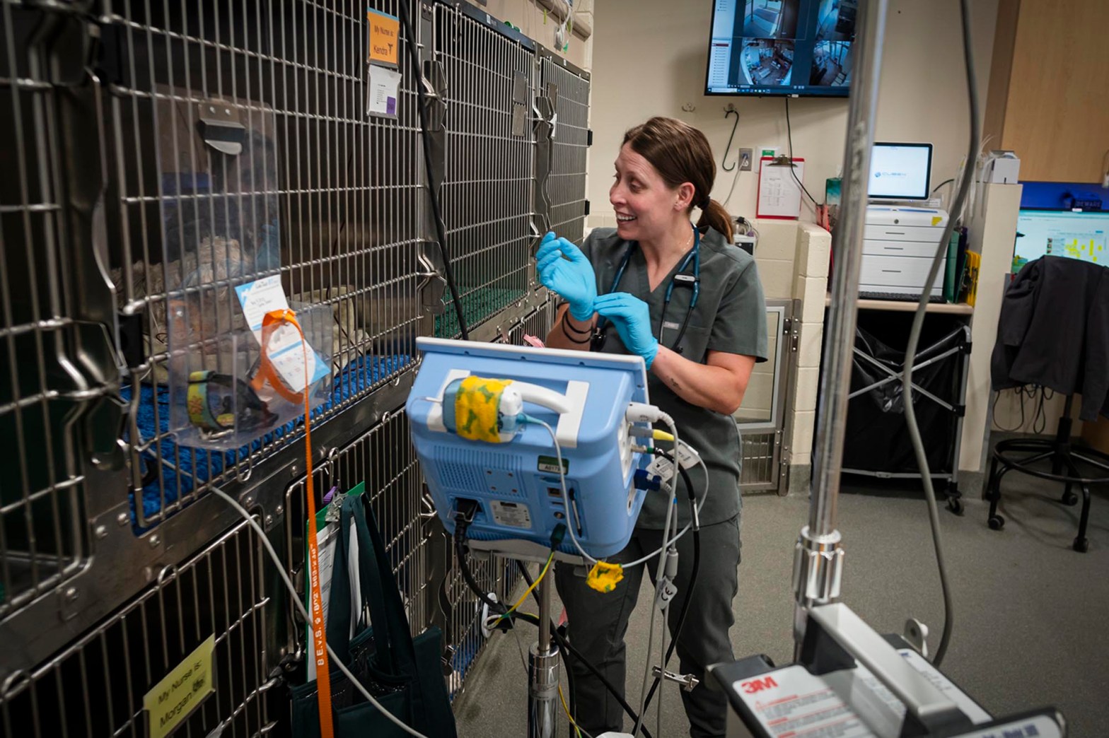 Vermont’s veterinary care system struggles to staff its hospitals and